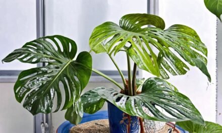 2024年大仙洞龜背芋 (Monstera Lechleriana) 完全照護指南：光照、澆水、繁殖祕訣