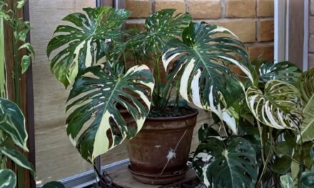 泰斑龜背芋（Monstera Thai Constellation）照護全攻略：光照、澆水、土壤與繁殖祕訣