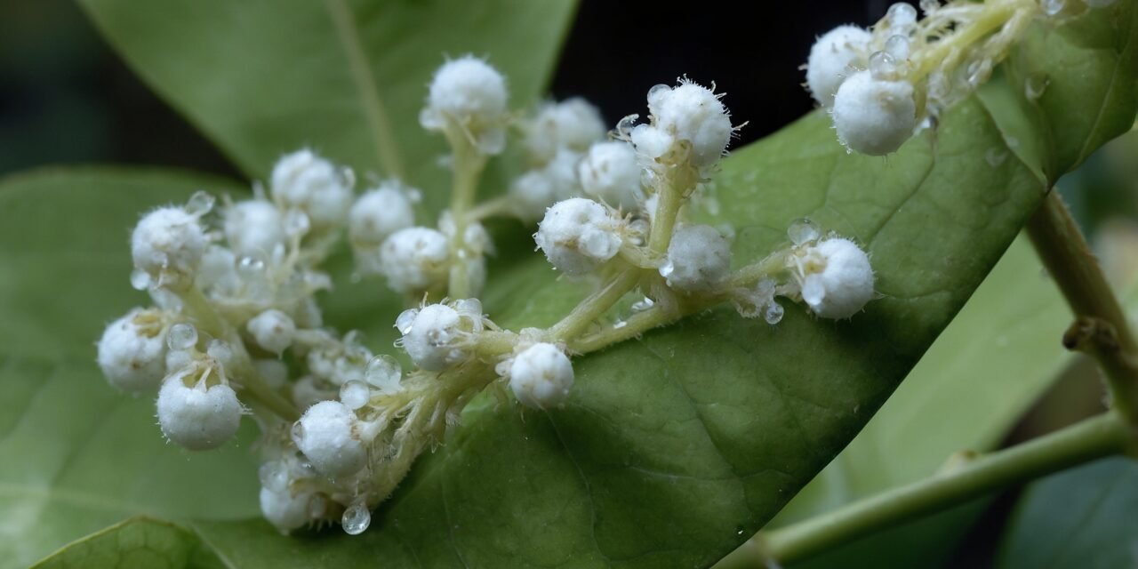 粉介殼蟲完全消滅指南：從1毫米害蟲到植物健康的科學防治法