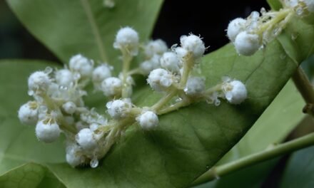 粉介殼蟲完全消滅指南：從1毫米害蟲到植物健康的科學防治法