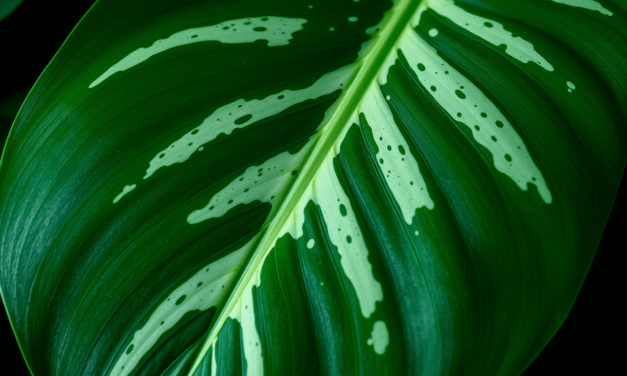 2025薄荷綠龜貝芋終極指南：為何多數人對「薄荷綠」的理解從根源就錯了？