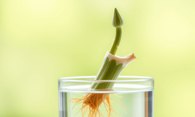 龜貝芋莖段繁殖的殘酷真相：為何你的成功率總是不穩定？揭秘高手才知道的3大生理密碼